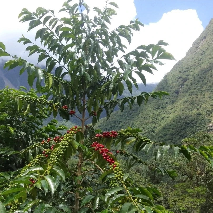 玻利维亚 Finca Isabel Geisha Rosario 洗地