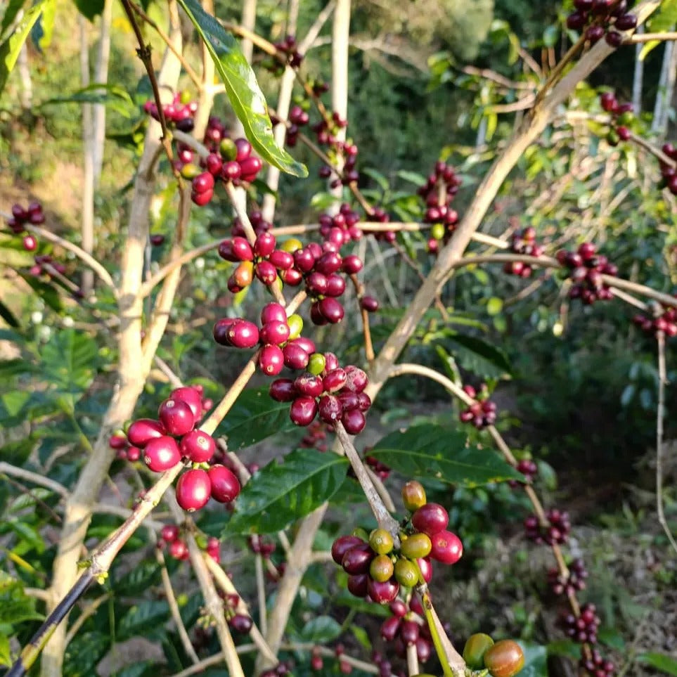 玻利维亚 Finca Isabel Geisha Rosario 洗地
