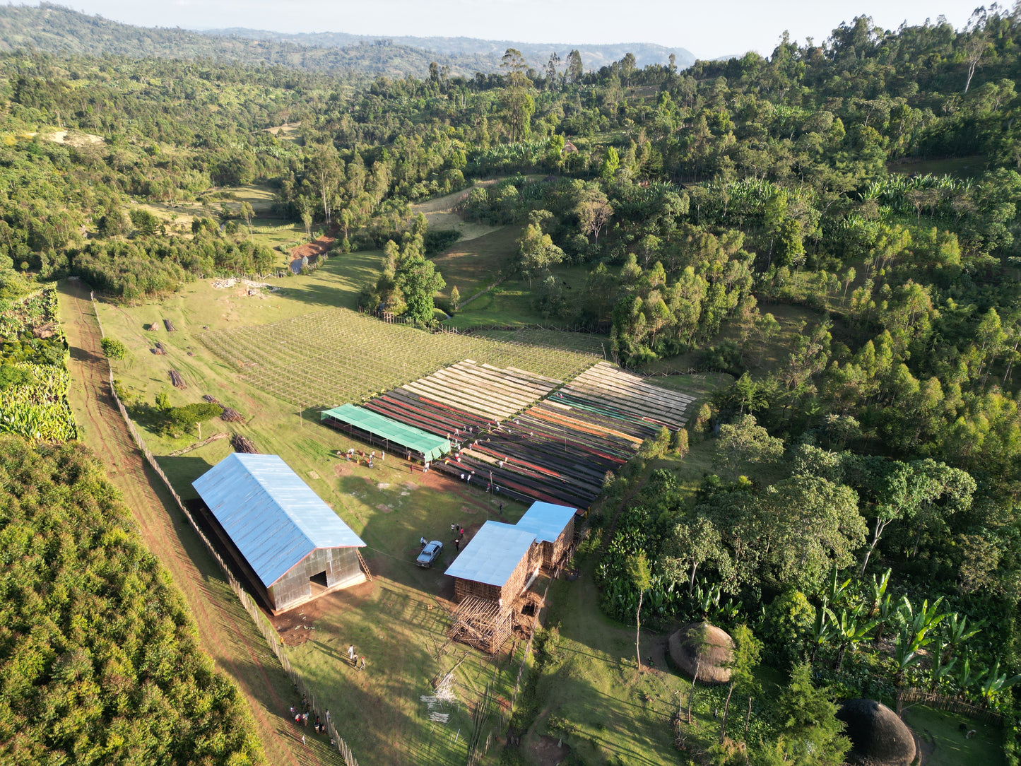 Ethiopia Elto Arbegona G1 Washed